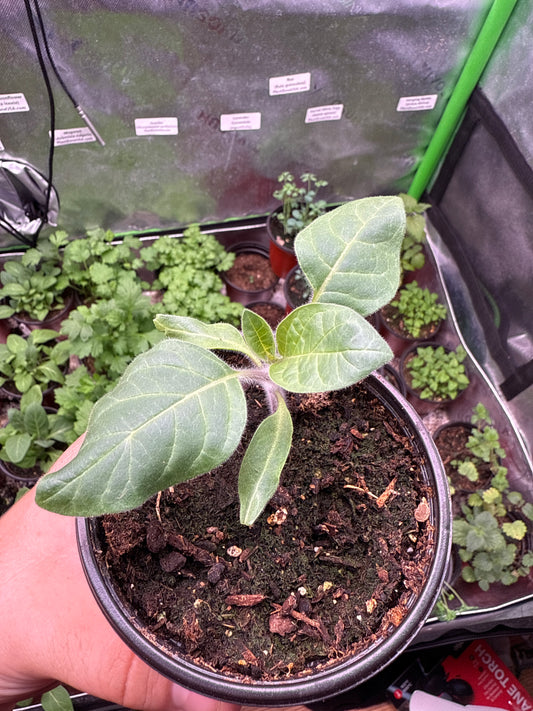 10 Datura Moonflower Seeds (Datura inoxia)