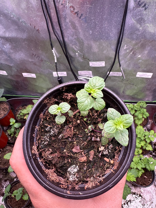 100 Peppermint Seeds (Mentha × piperita)