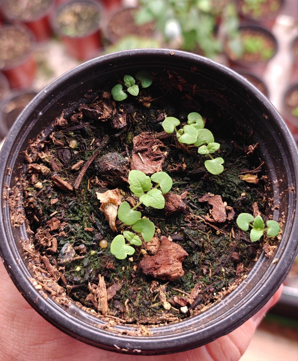 100 Catnip Seeds (Nepeta cataria)