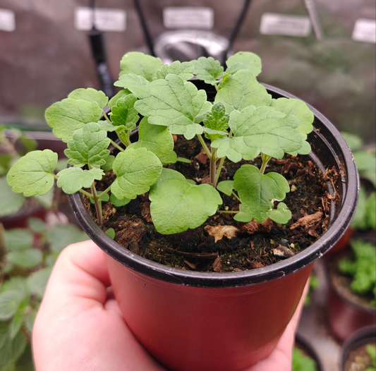 100 Catnip Seeds (Nepeta cataria)