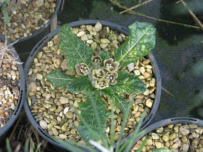 5 Mandrake Seeds (Mandagora Officinarum)