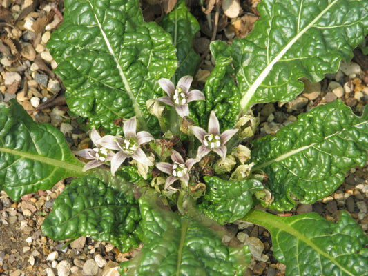 5 Mandrake Seeds (Mandagora Officinarum)