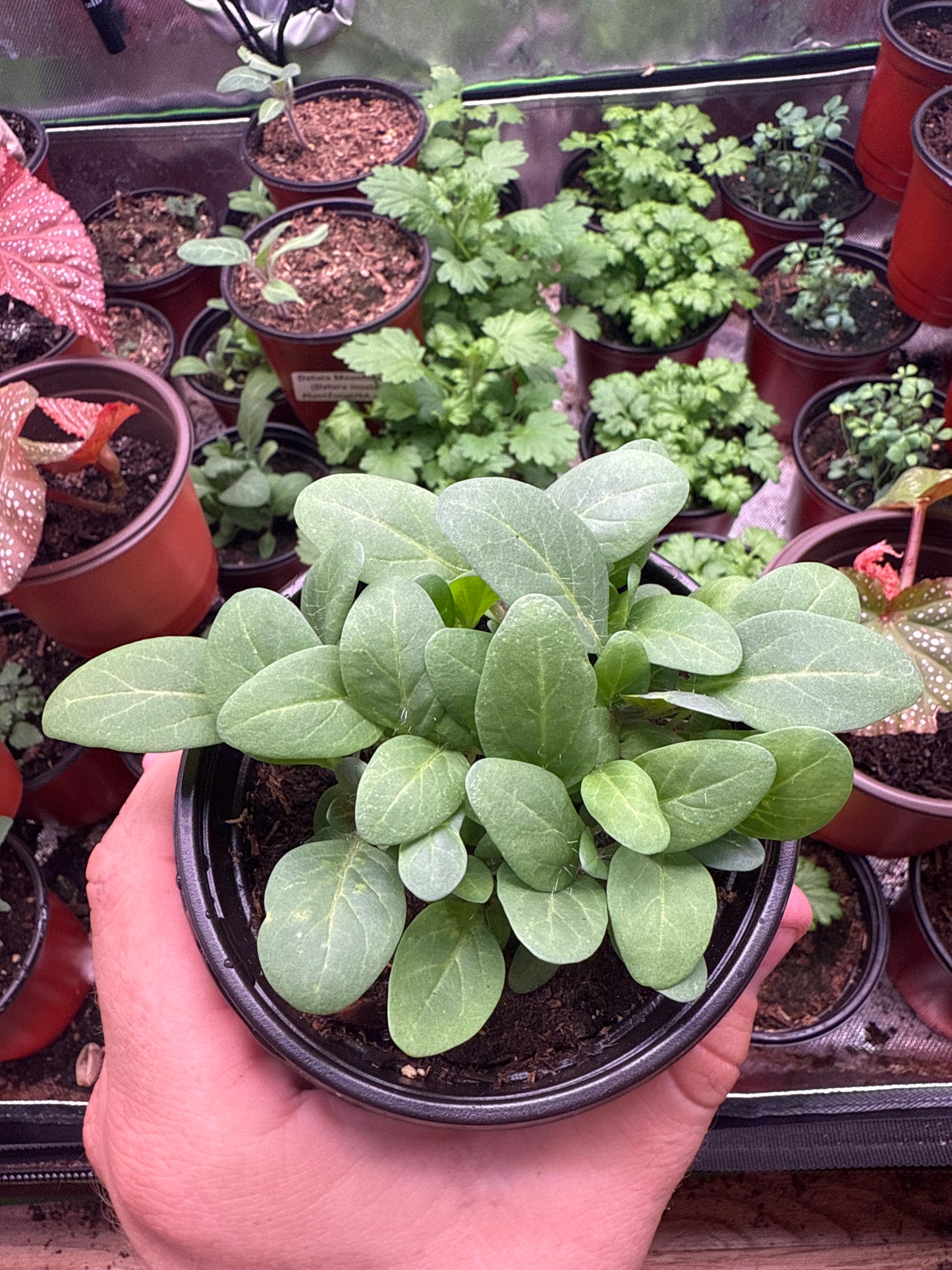 100 Henbane seeds (Hyoscyamus niger)
