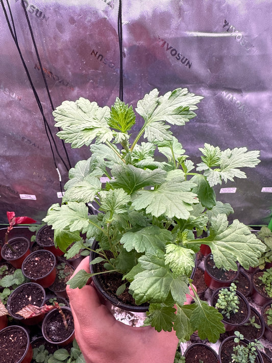 200 Mugwort Seeds (Artemisia vulgaris)