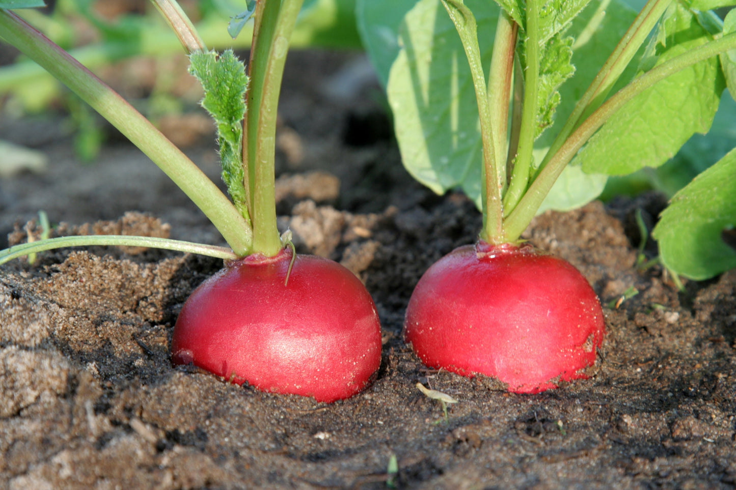 Vegetable Garden Starter Kit - Includes Carrots, Radishes, Cherry Tomatoes, Lettuce, Cucumbers, and Basil Seeds