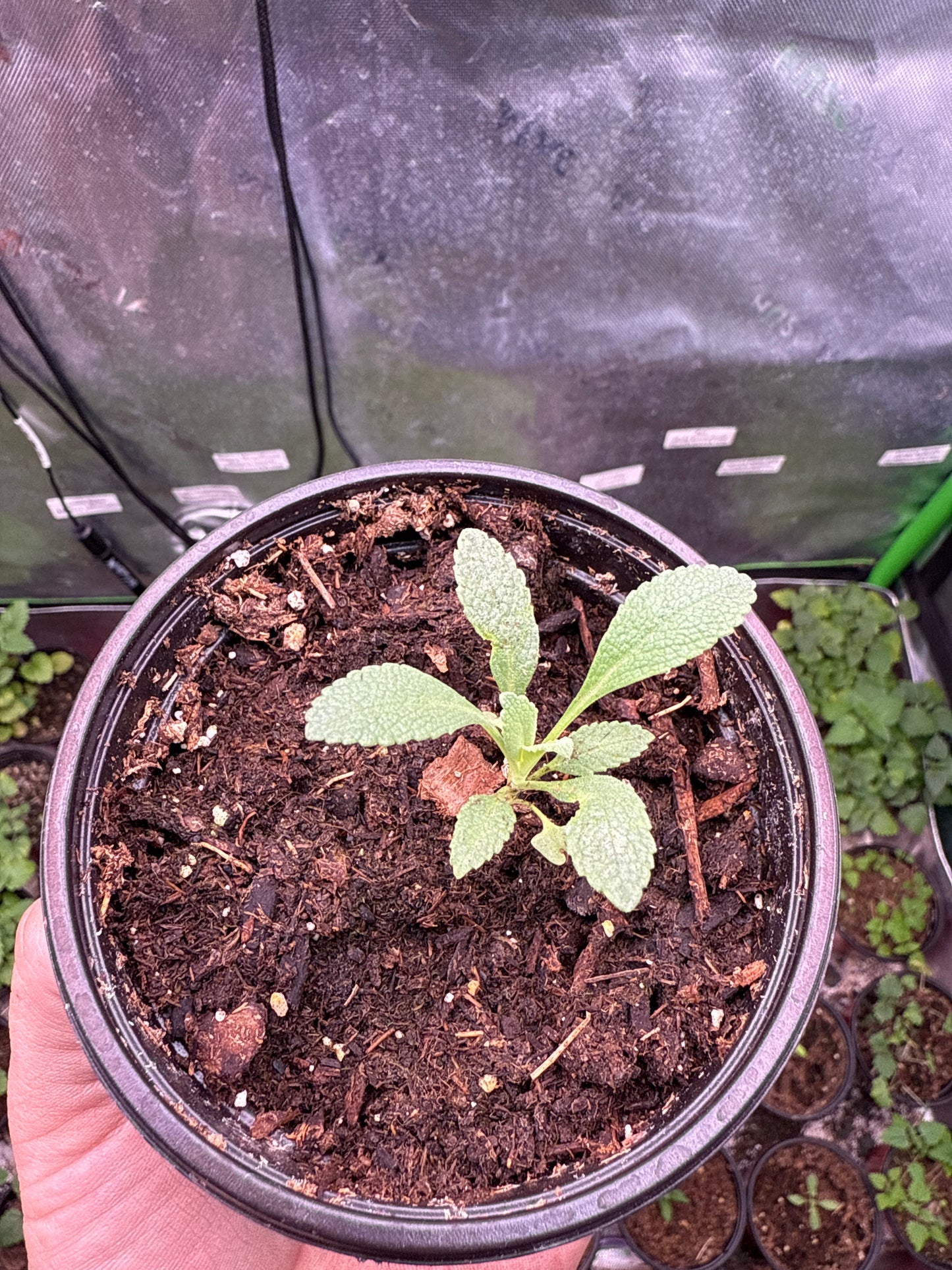 100 Sacred White Sage Seeds (Salvia apiana)