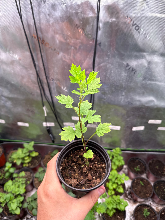 200 Mugwort Seeds (Artemisia vulgaris)