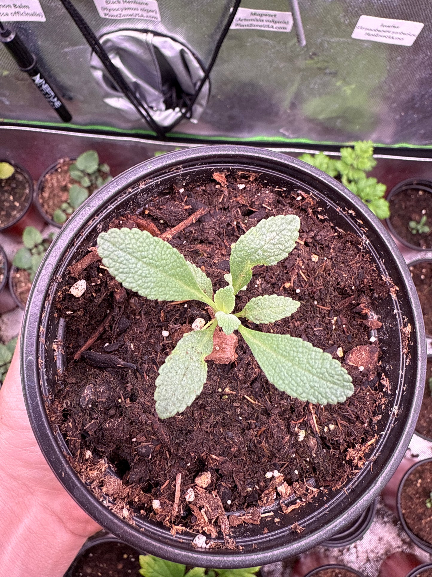 100 Sacred White Sage Seeds (Salvia apiana)