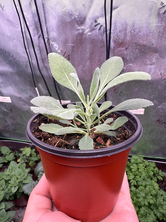 100 Sacred White Sage Seeds (Salvia apiana)