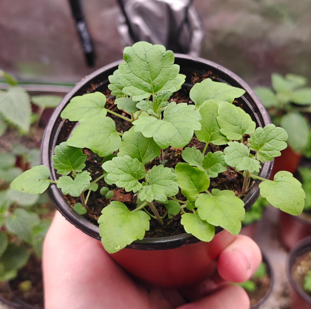 100 Catnip Seeds (Nepeta cataria)