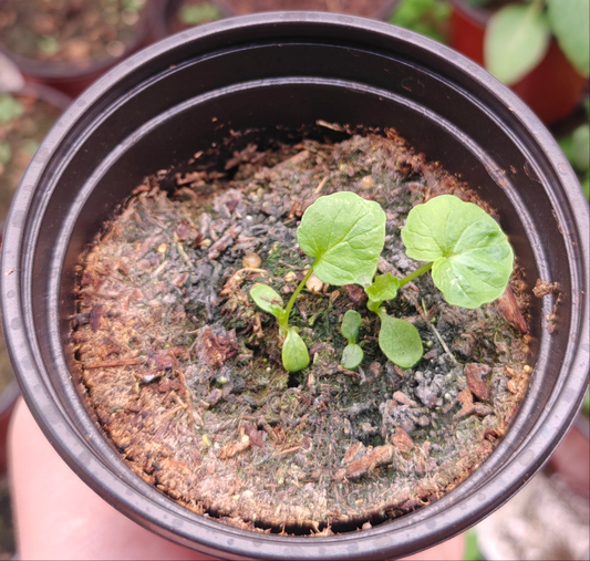 100 Valerian Seeds (Valeriana officinalis)