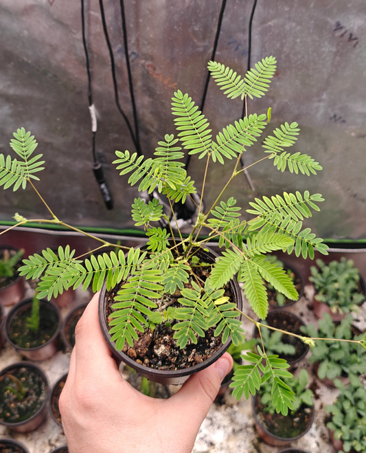 100 Humble/Sensitive Plant Seeds (Mimosa Pudica)