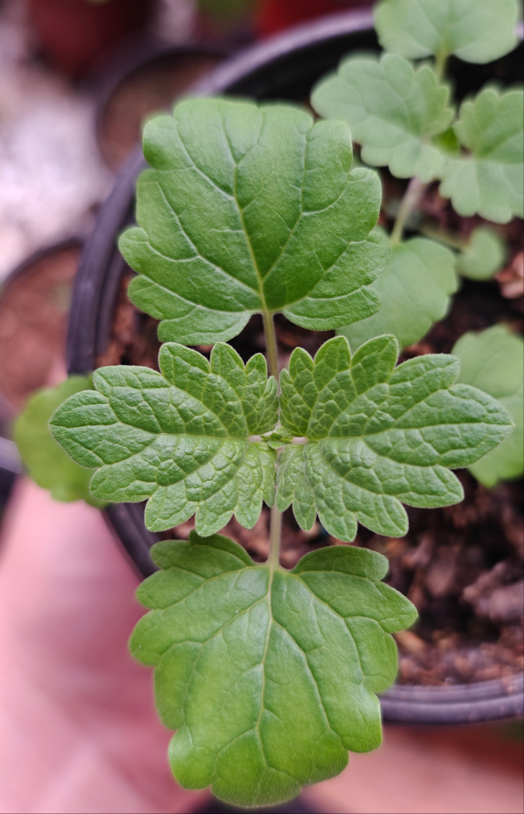 100 Catnip Seeds (Nepeta cataria)