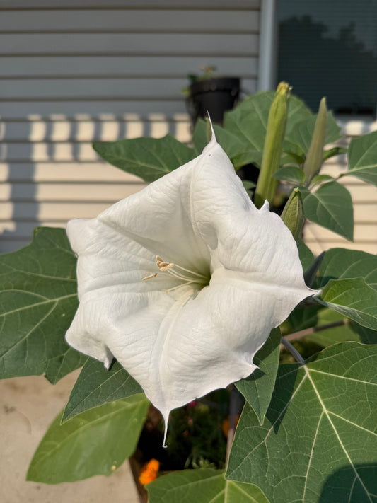 10 Datura Moonflower Seeds (Datura inoxia)