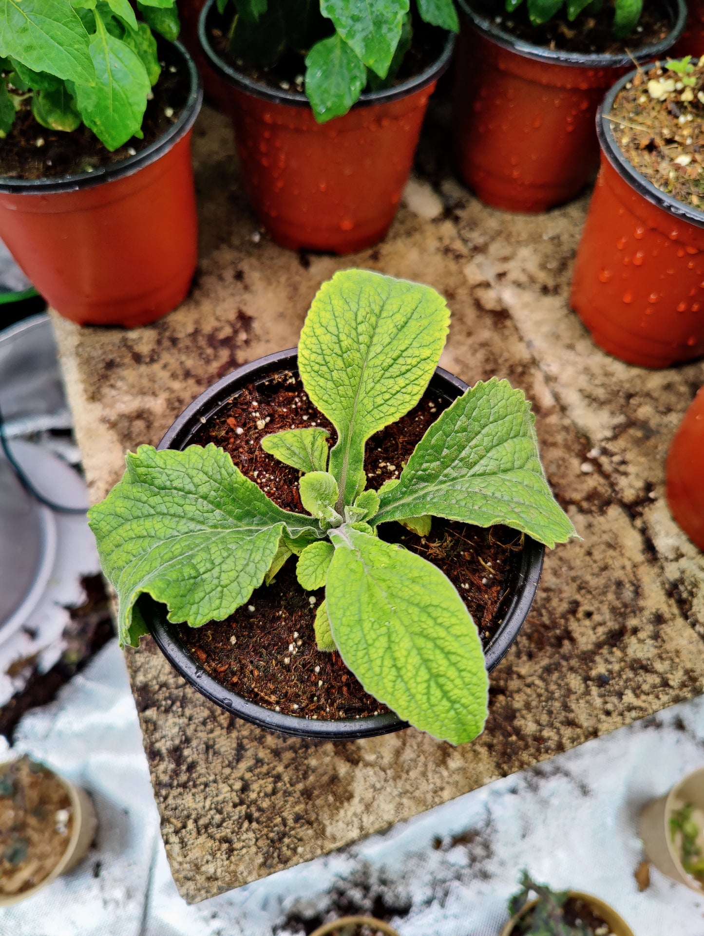 Purple Foxglove **Live Plant** (Digitalis purpurea)