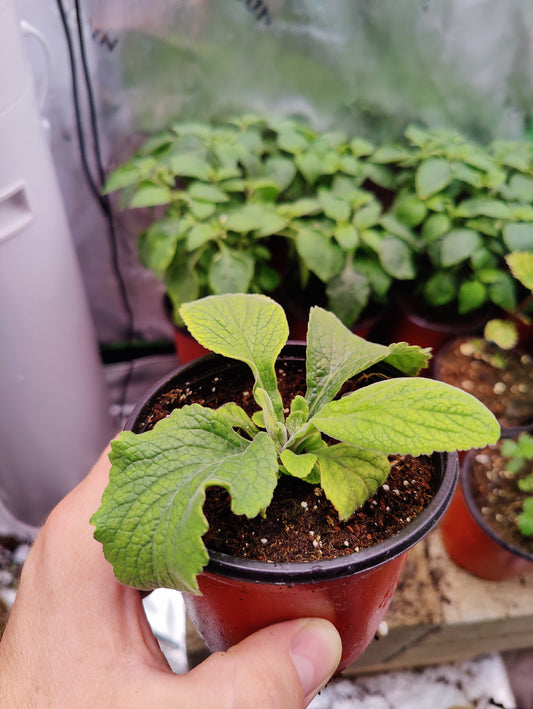 Purple Foxglove **Live Plant** (Digitalis purpurea)