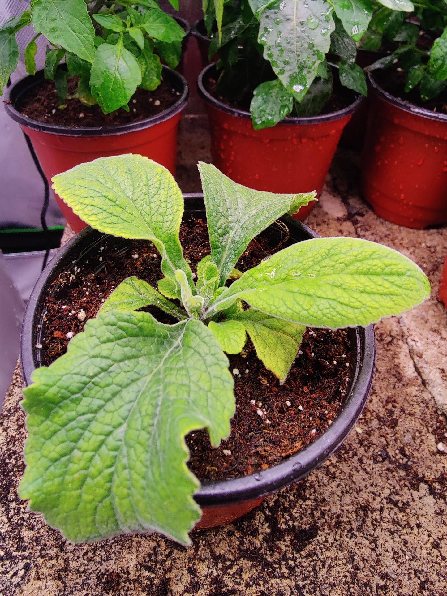 Purple Foxglove **Live Plant** (Digitalis purpurea)