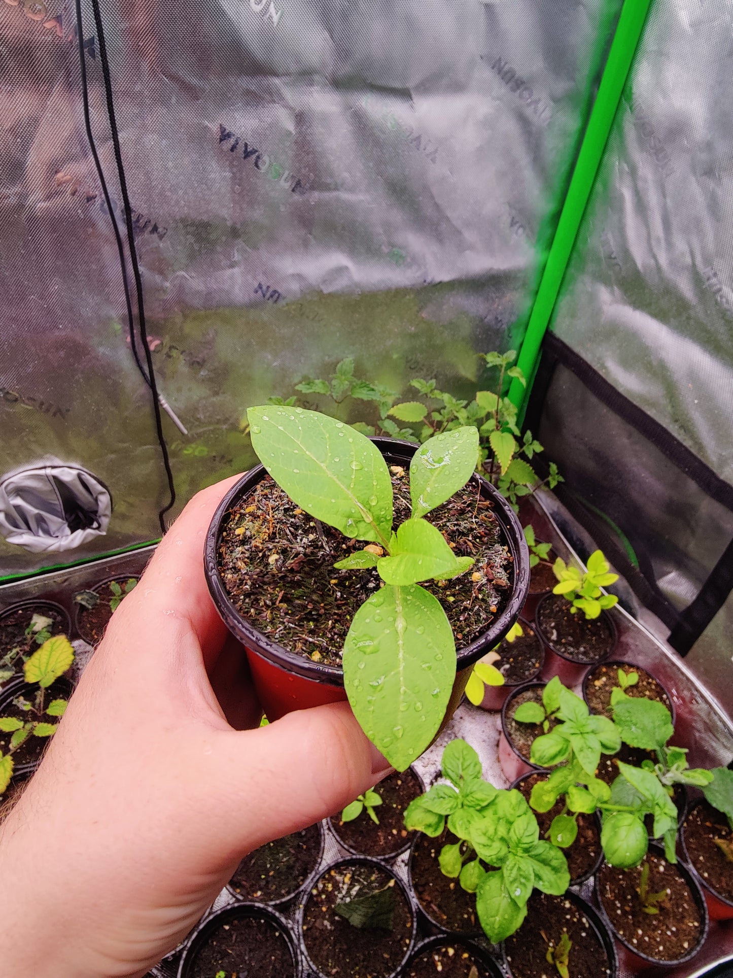 Nightshade **Live Plant** (Atopa Belladonna)