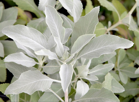 100 Sacred White Sage Seeds (Salvia apiana)