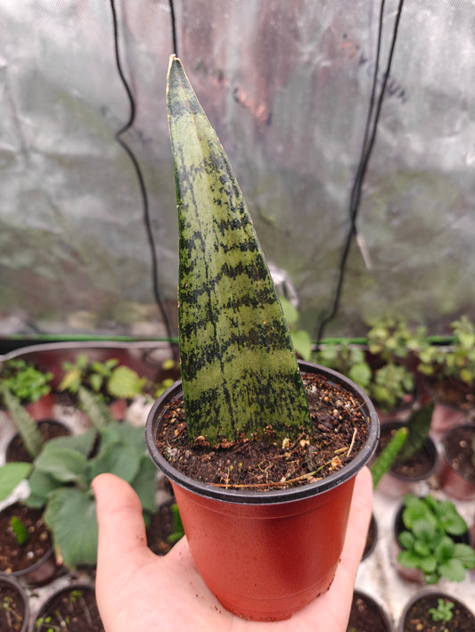 Snake Plant **Live Plant** (Sansevieria)