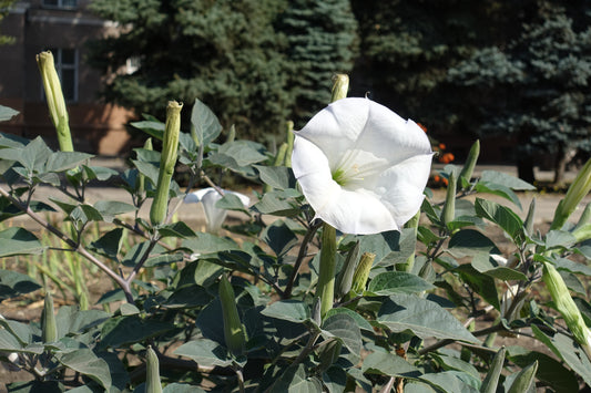 10 Organic Datura Moonflower Seeds (Datura inoxia)