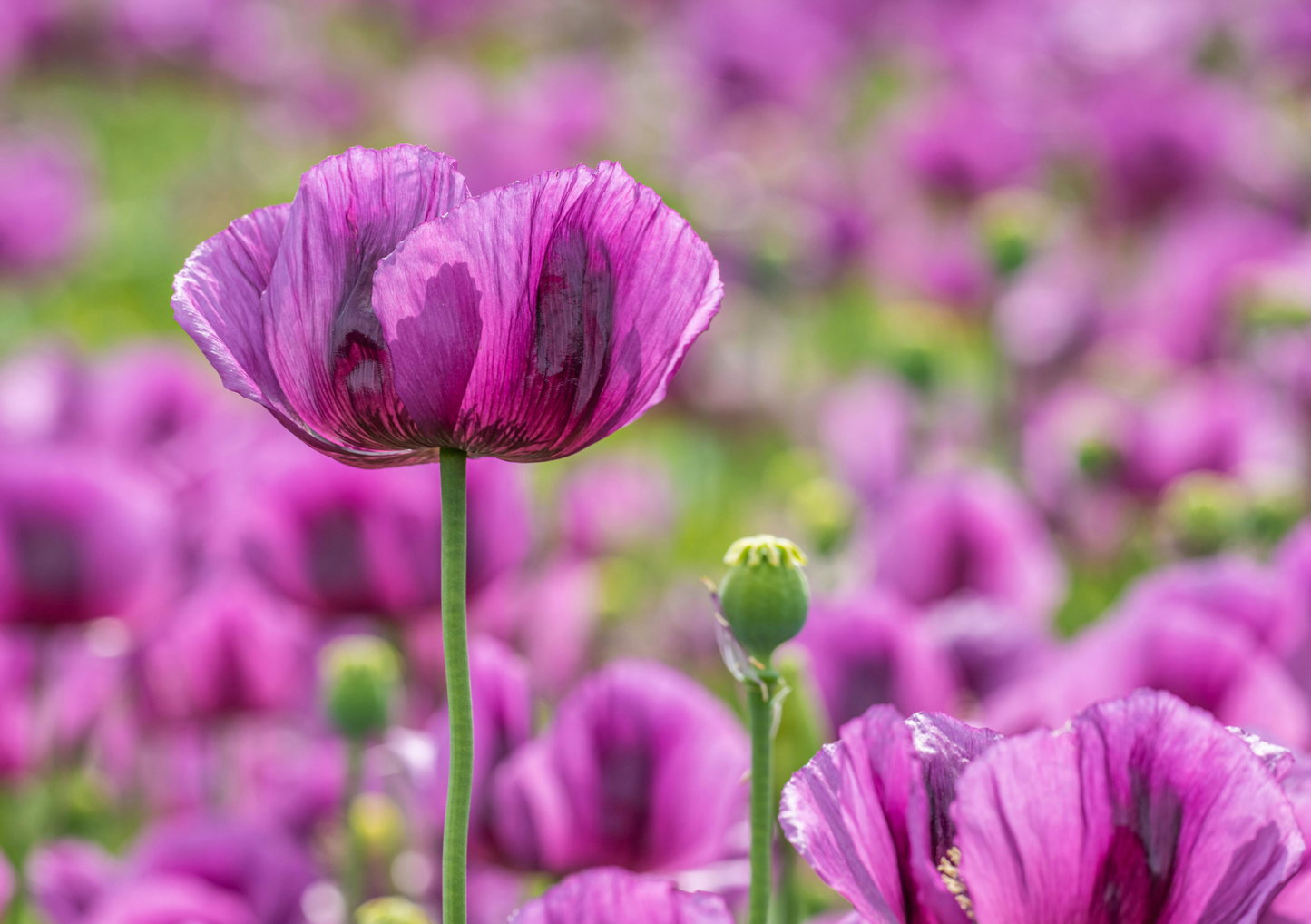 250 Poppy Seed Mix - Including Peshawar & Zahir! (Papaver somniferum)