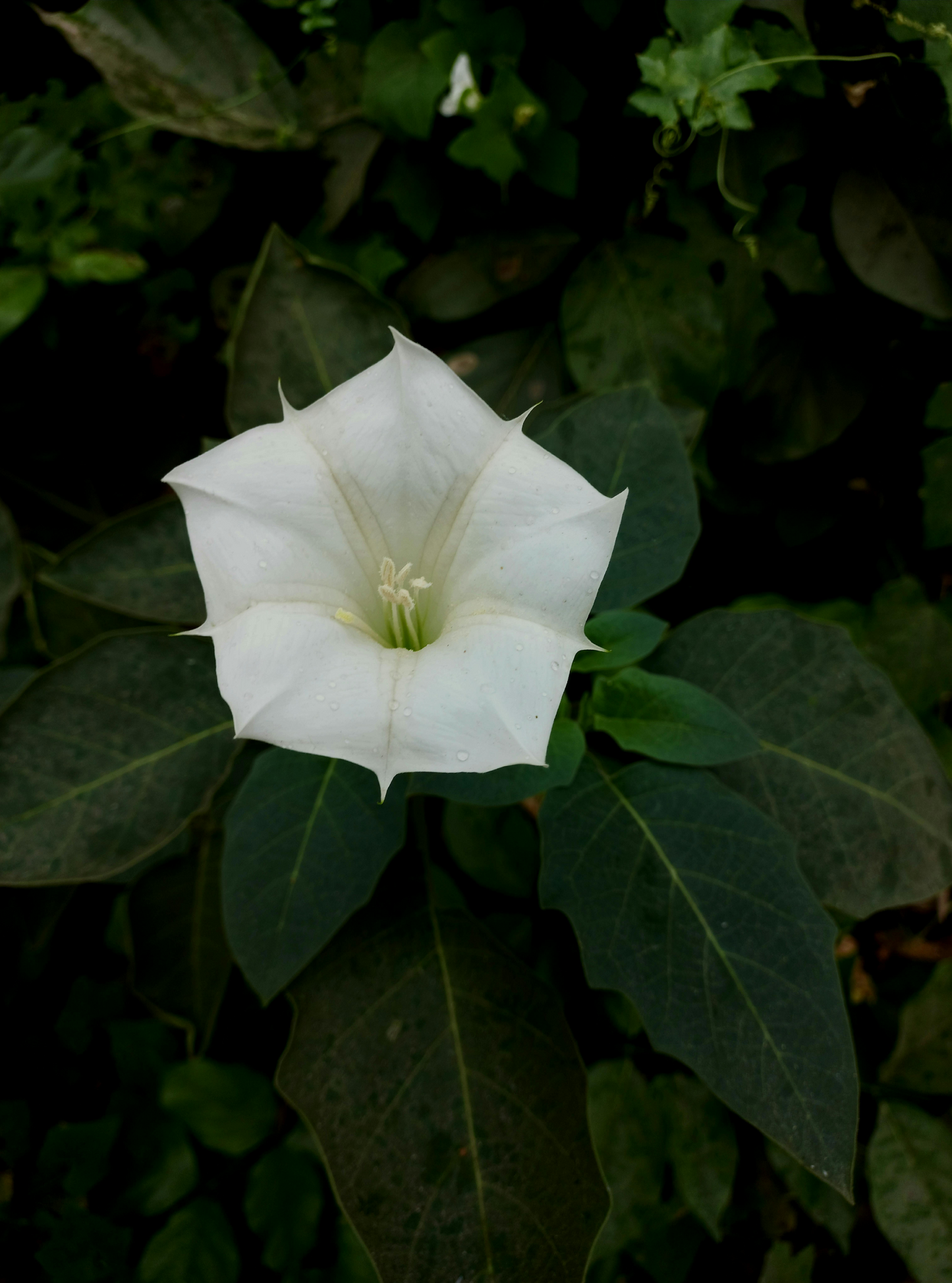 10 Organic Datura Moonflower Seeds (Datura inoxia)