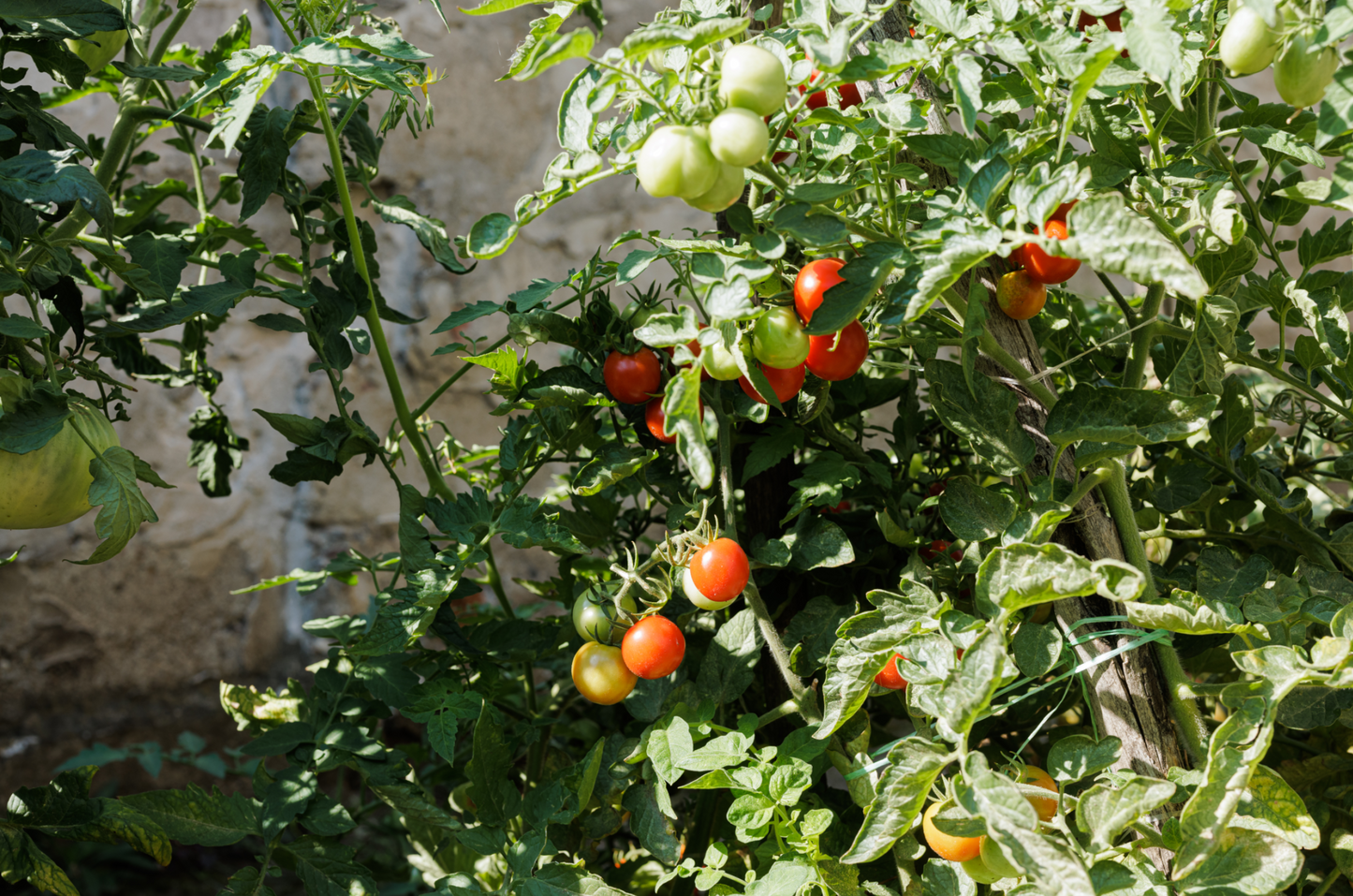 Vegetable Garden Starter Kit - Includes Carrots, Radishes, Cherry Tomatoes, Lettuce, Cucumbers, and Basil Seeds