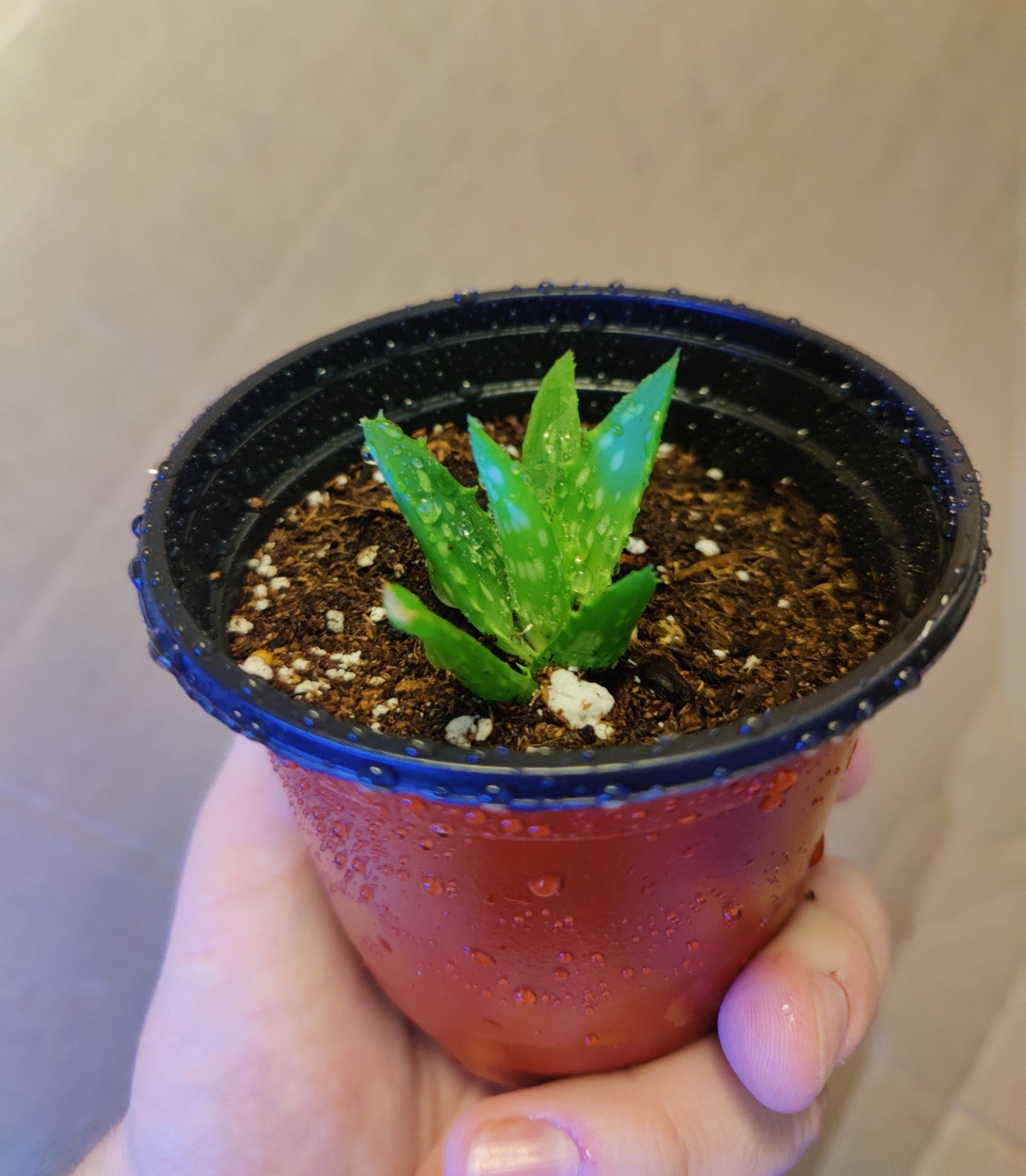 Aloe Vera Start **Live Plant**