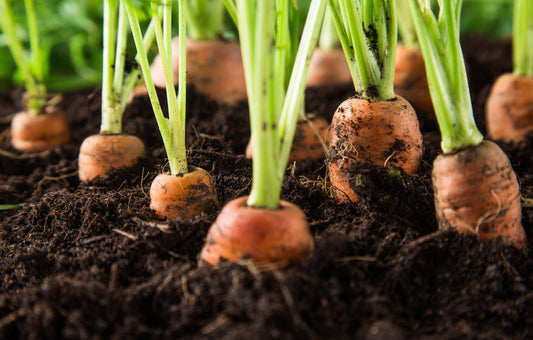 Vegetable Garden Starter Kit - Includes Carrots, Radishes, Cherry Tomatoes, Lettuce, Cucumbers, and Basil Seeds