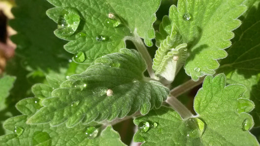 100 Catnip Seeds (Nepeta cataria)