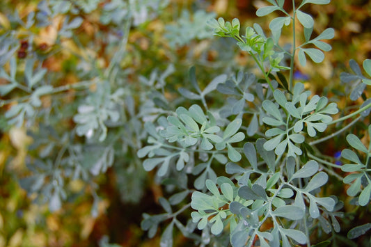 200 Rue Seeds (Ruta graveolens)