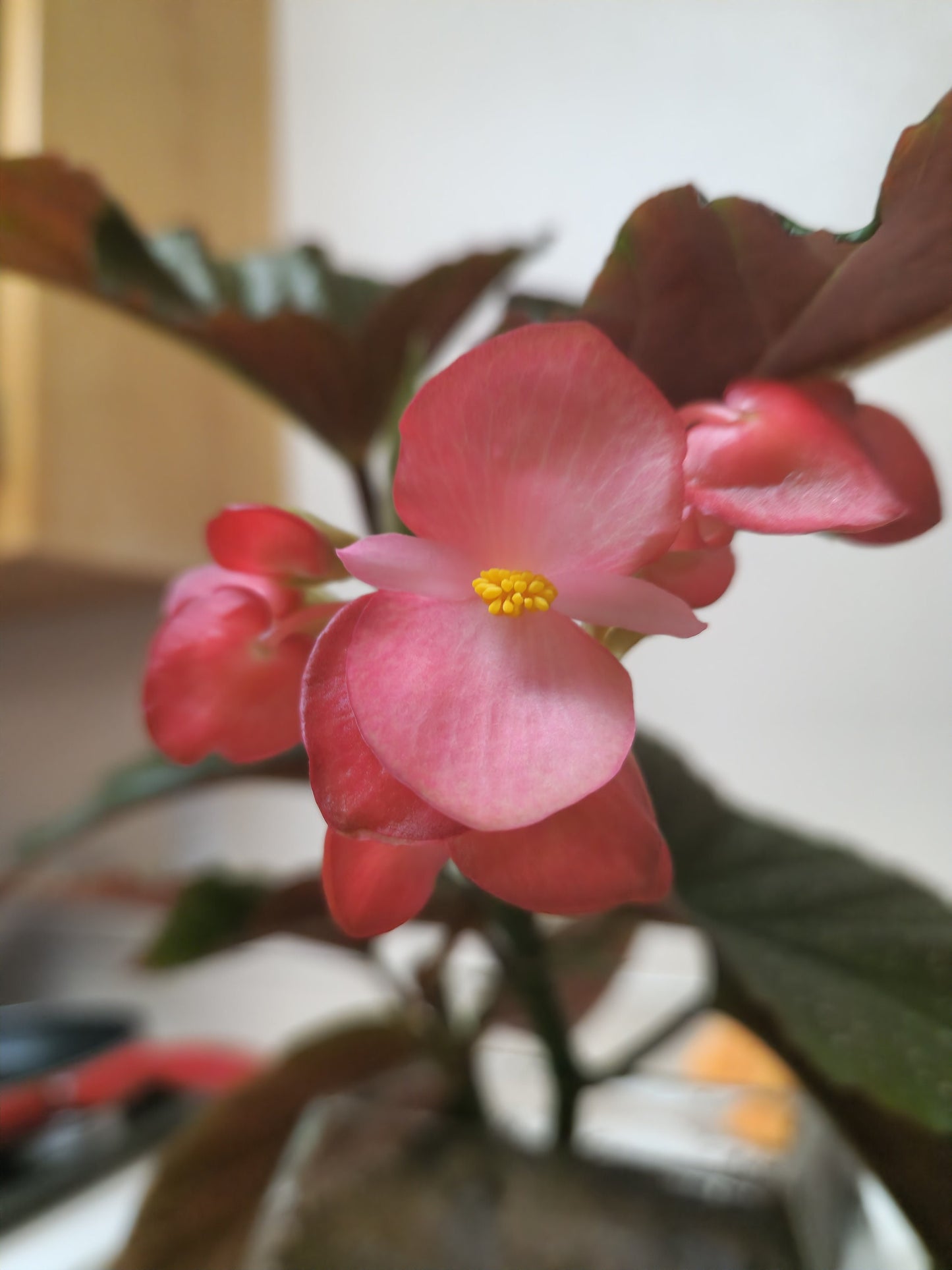 Angel Wing Begonia **Live Plant** (Begonia coccinea)