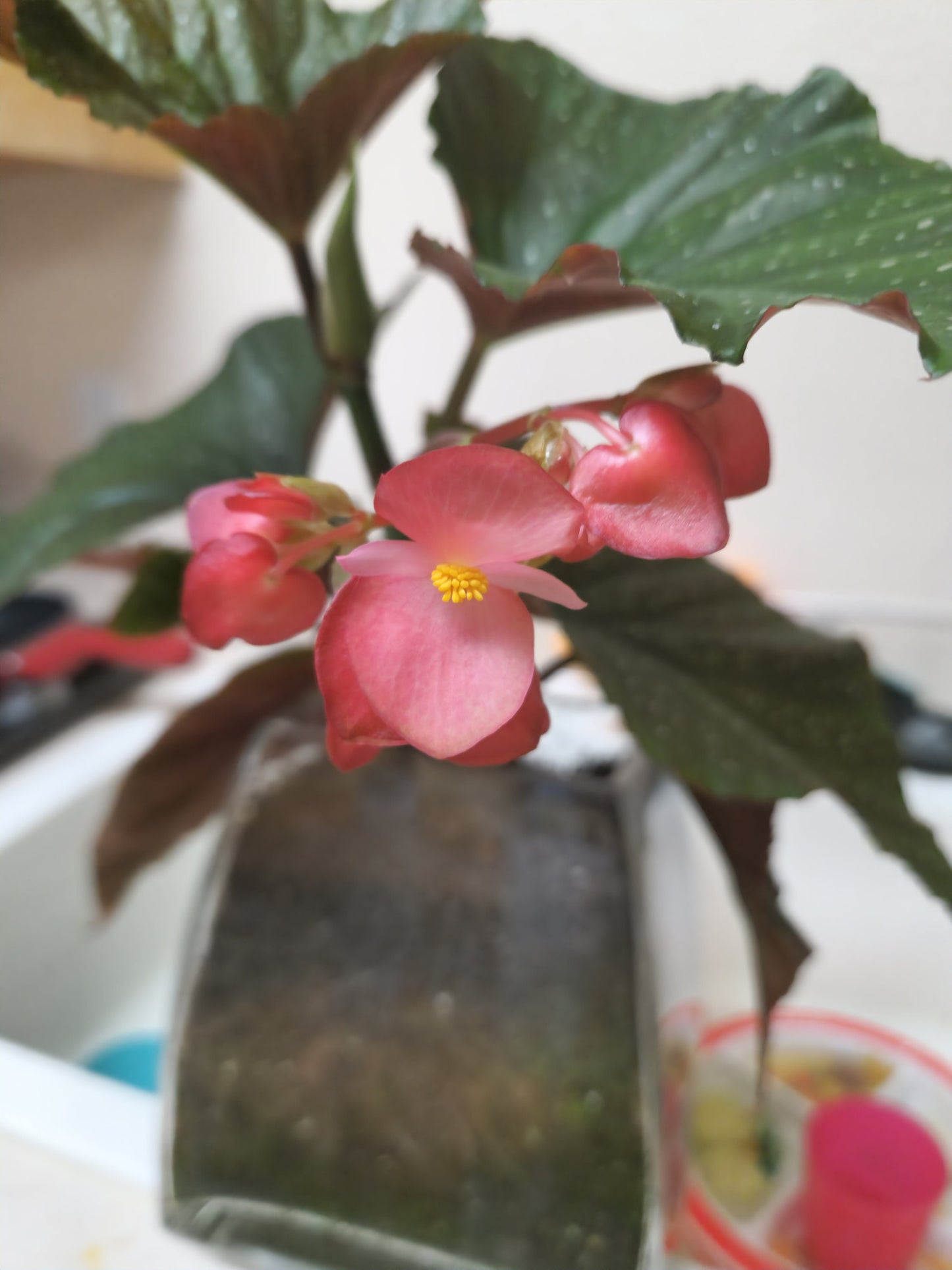 Angel Wing Begonia **Live Plant** (Begonia coccinea)