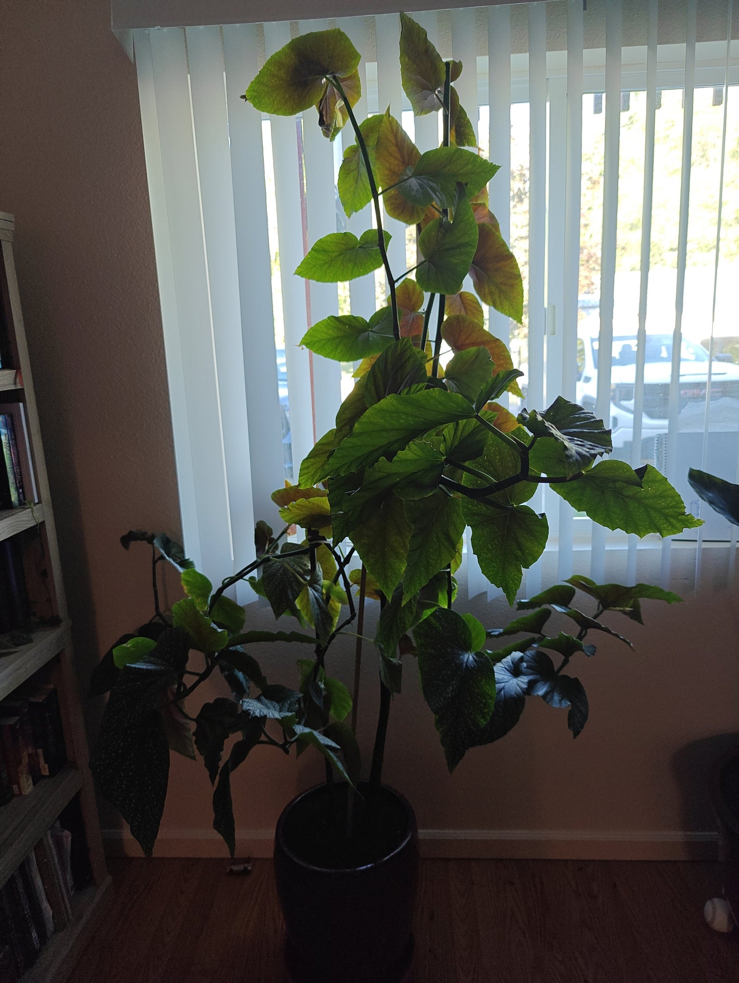 Angel Wing Begonia **Live Plant** (Begonia coccinea)