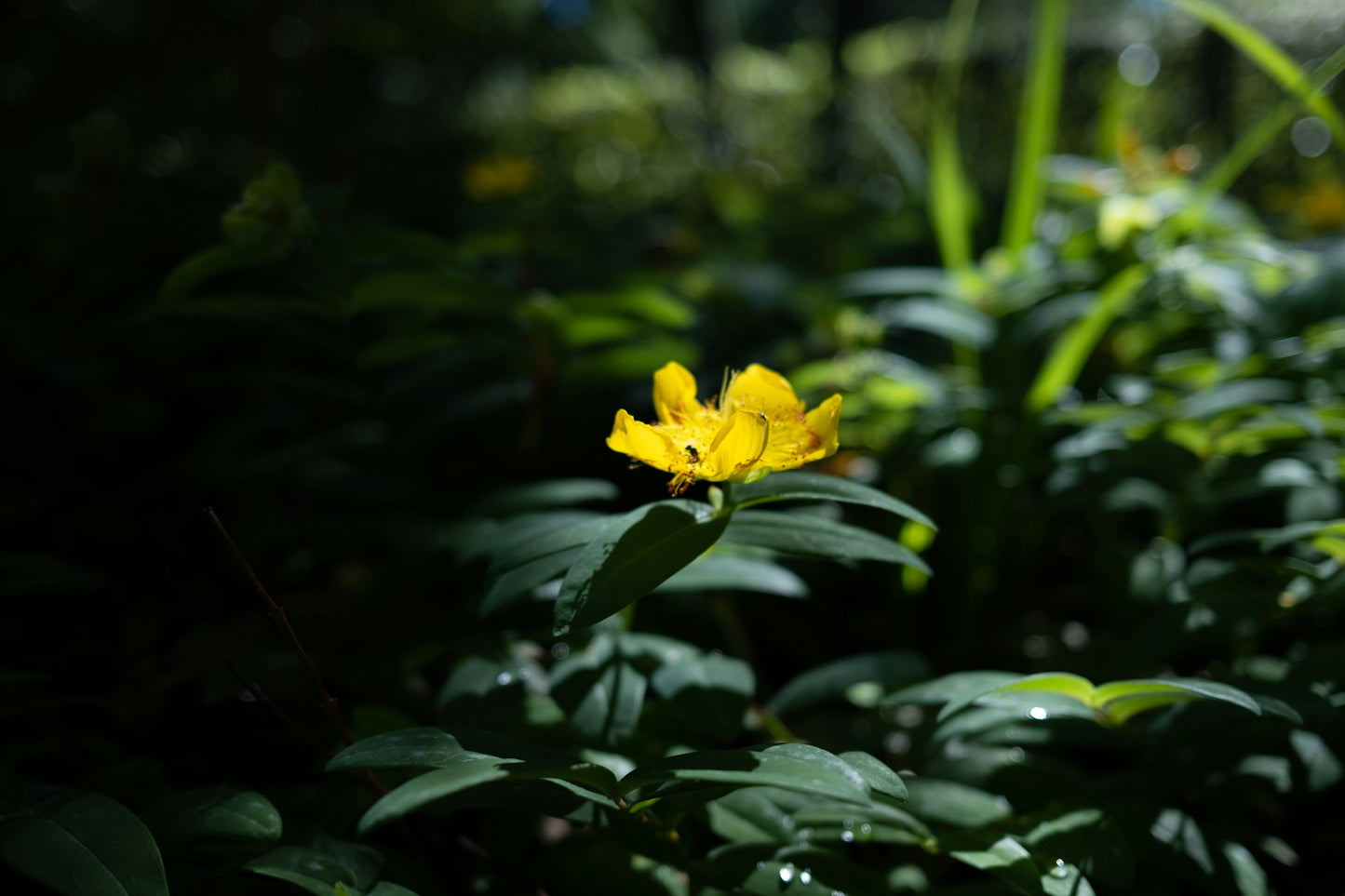 200 St. John’s Wort Seeds (Hypericum perforatum)