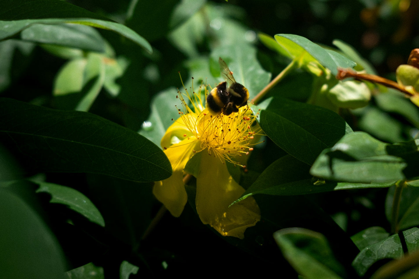 200 St. John’s Wort Seeds (Hypericum perforatum)