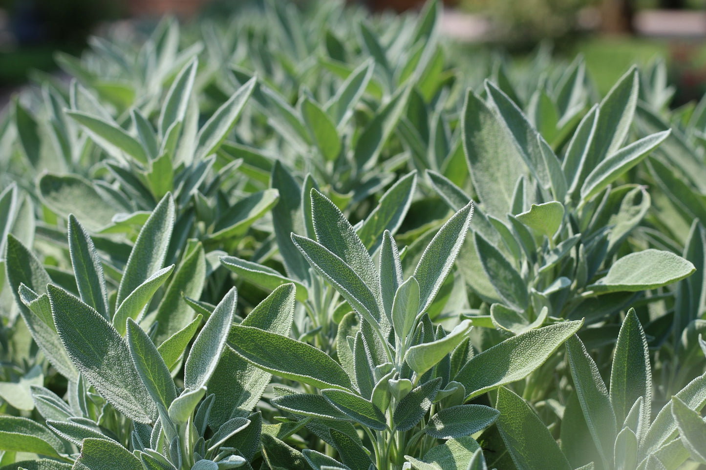 100 Sage Seeds (Salvia officinalis)