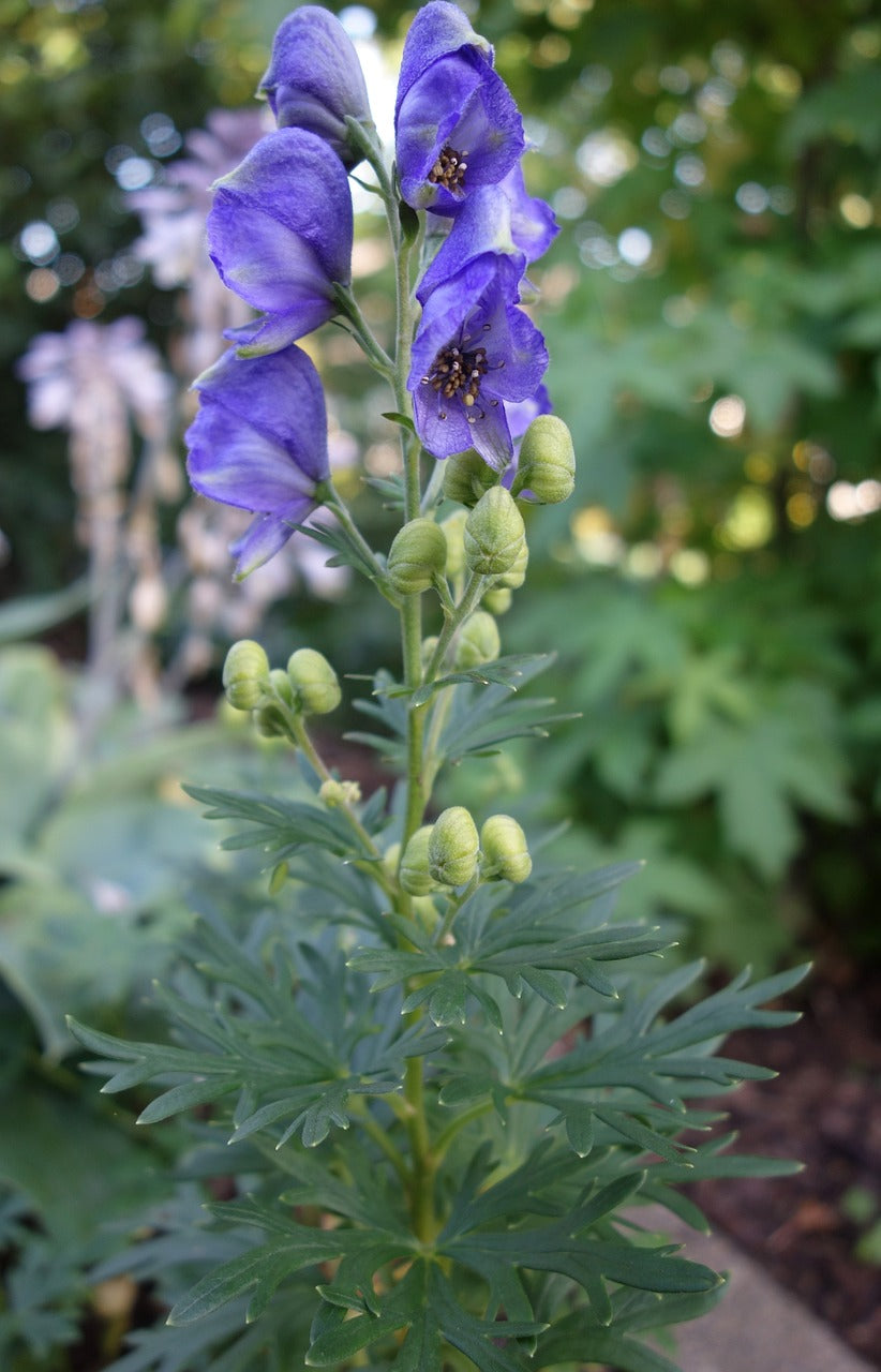 10 Aconite (Monkshood) Seeds - (Aconitum napellus)