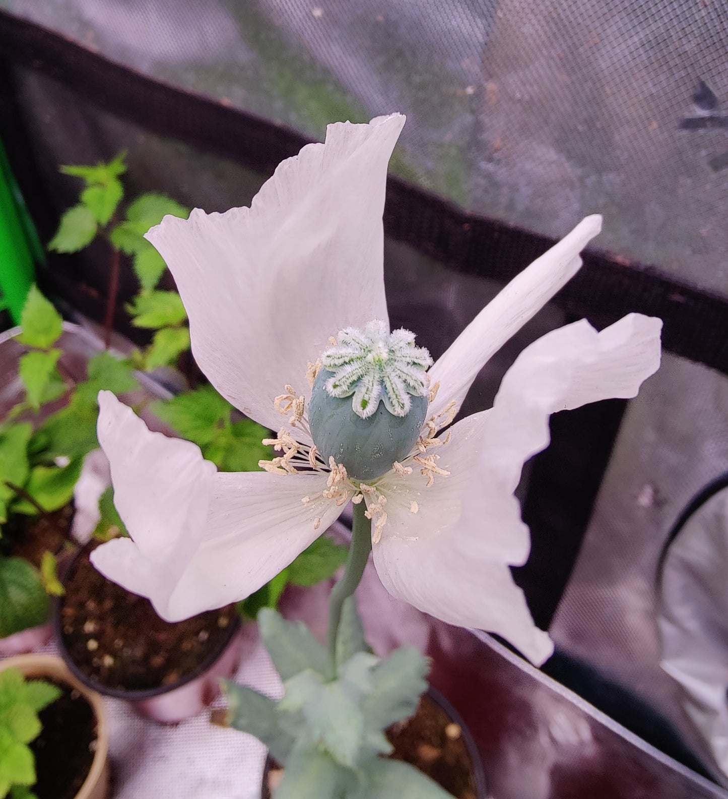 250 Poppy Seed Mix - Including Peshawar & Zahir! (Papaver somniferum)