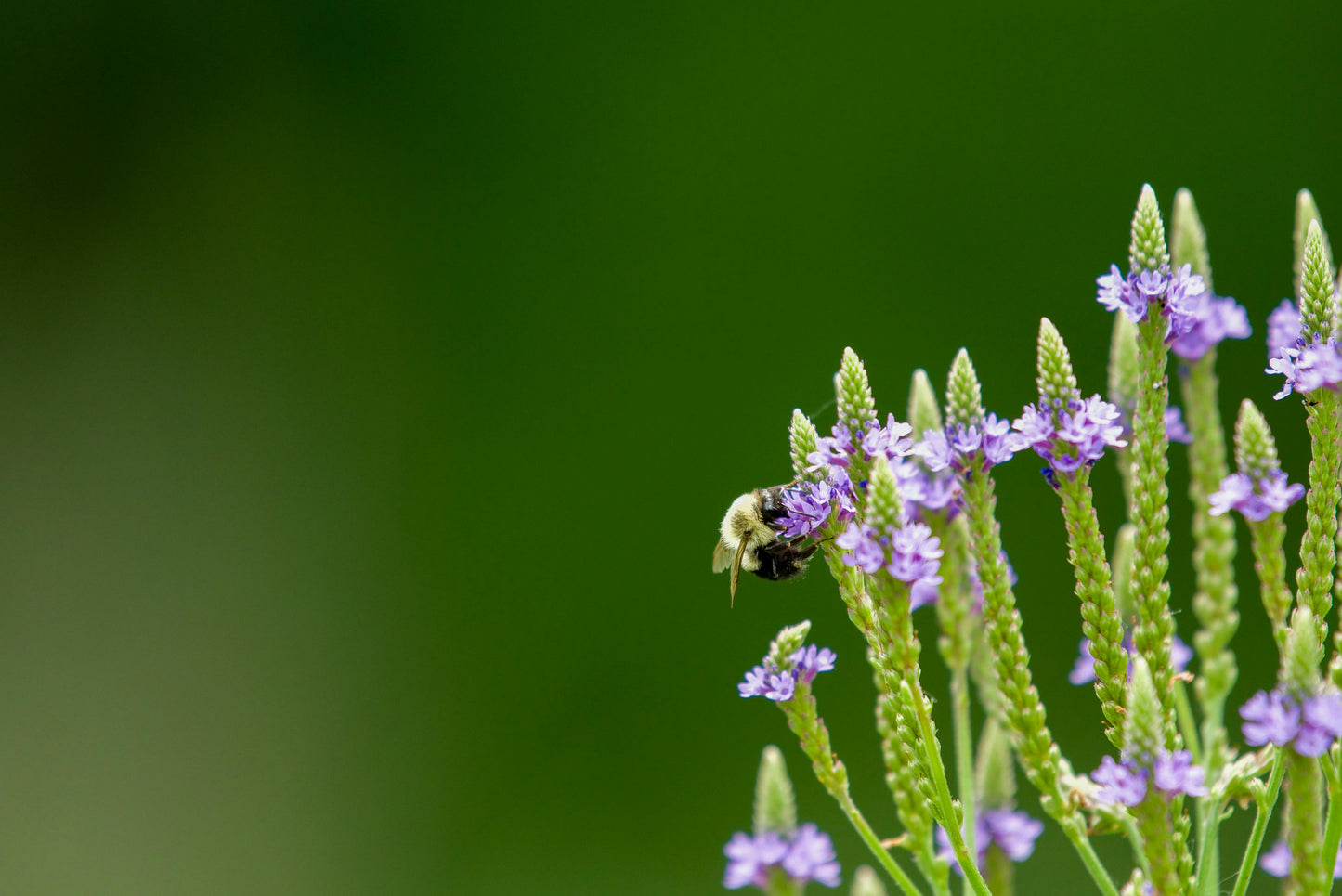 200 Organic Blue Vervain seeds (Verbena hastata)