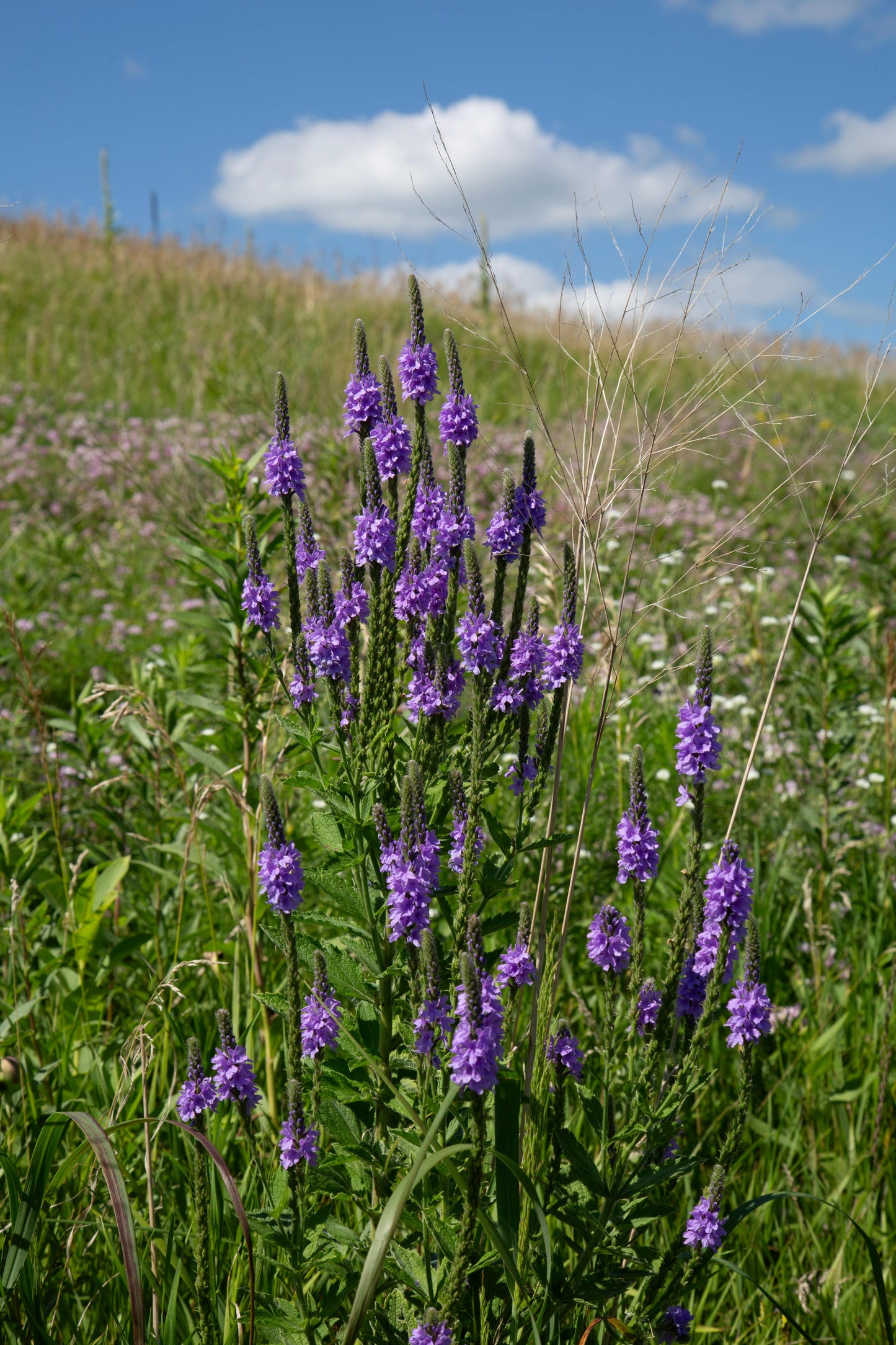 200 Organic Blue Vervain seeds (Verbena hastata)