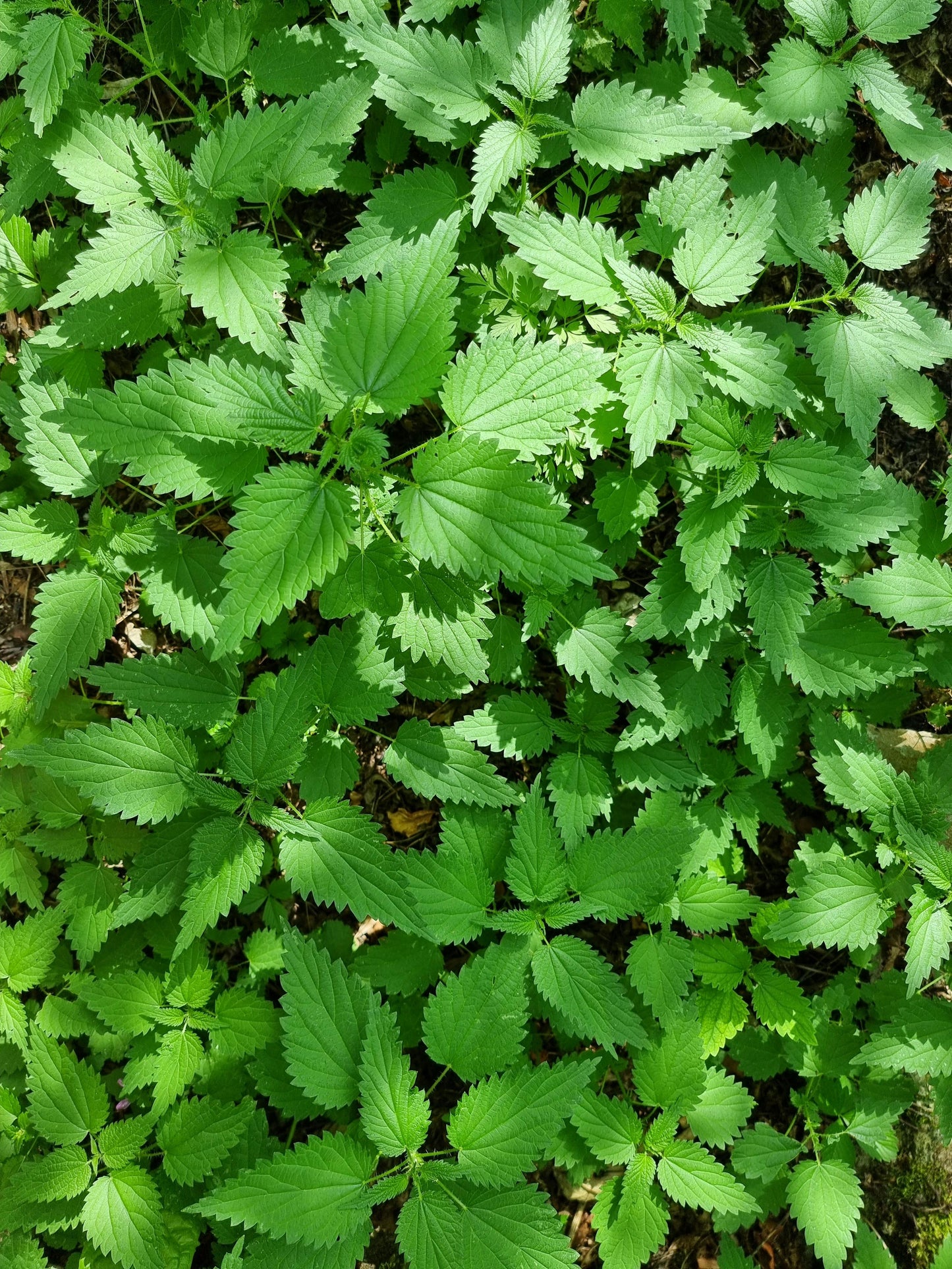 200 Organic Stinging Nettle Seeds (Urtica dioica)