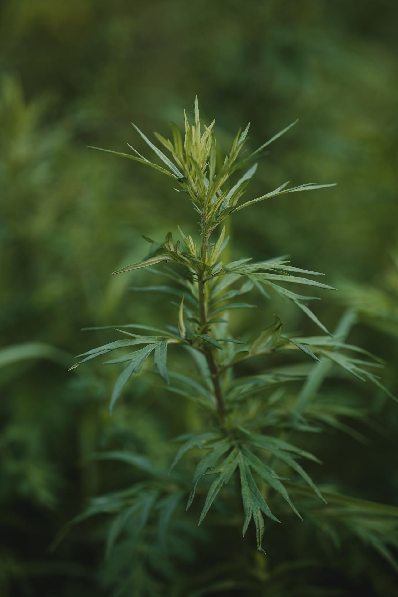 200 Mugwort Seeds (Artemisia vulgaris)