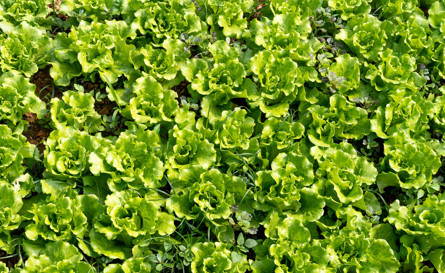 300 Lettuce Seeds (Iceberg)