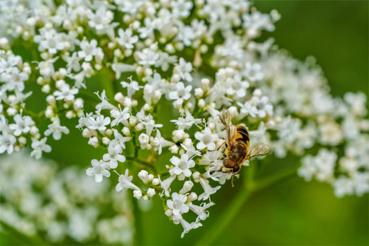 100 Valerian Seeds (Valeriana officinalis)