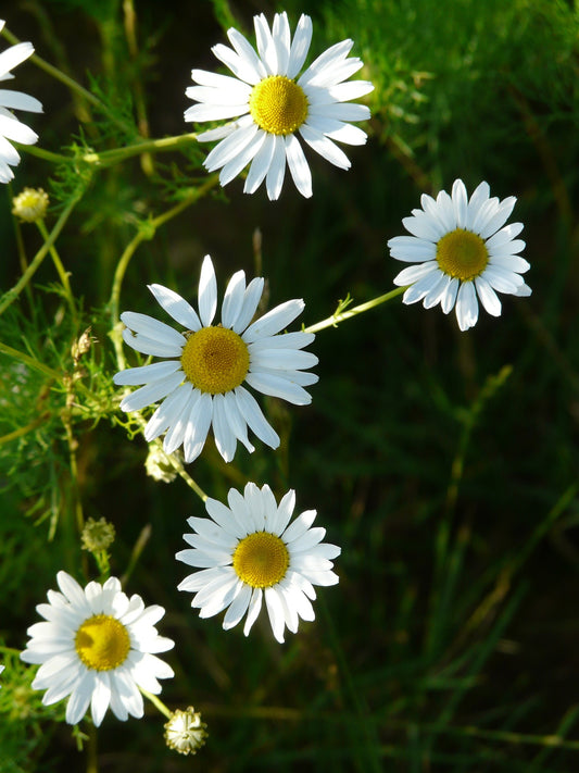 100 German Chamomile Seeds (Matricaria recutita)