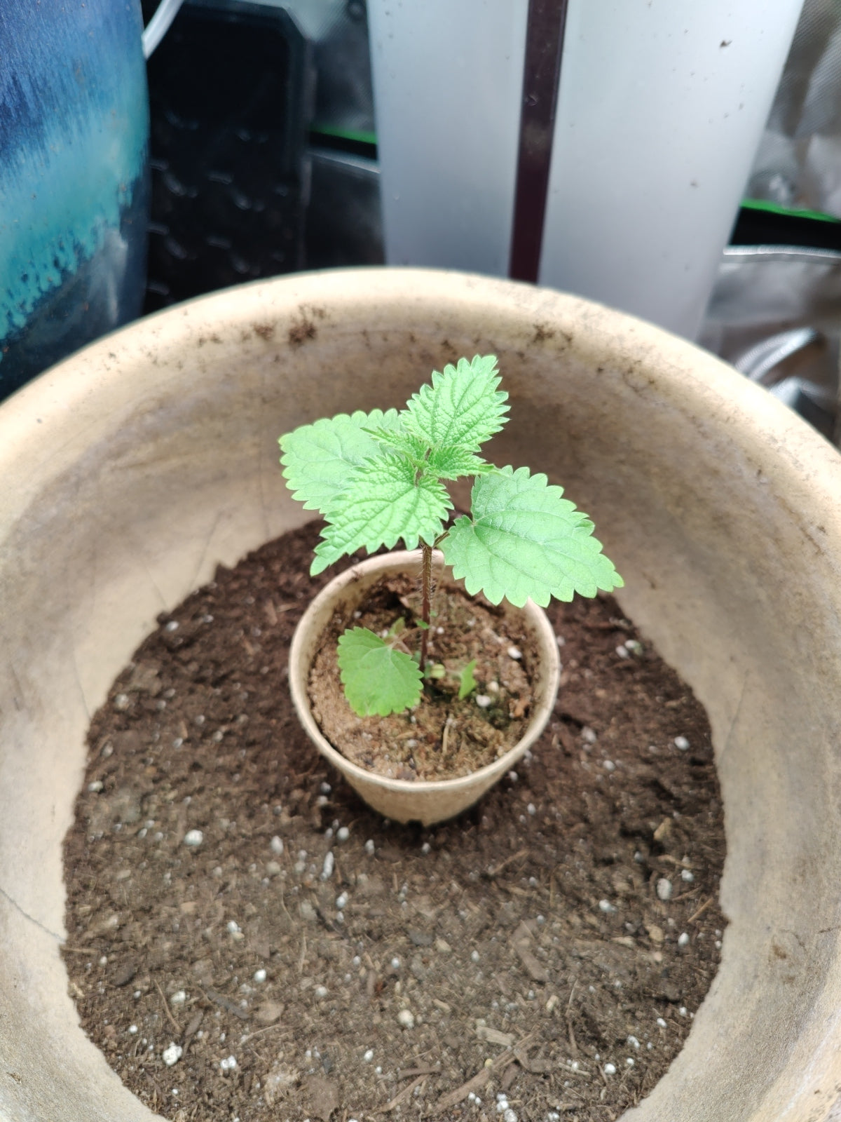 Stinging Nettle **Live Plant** (Urtica dioica)