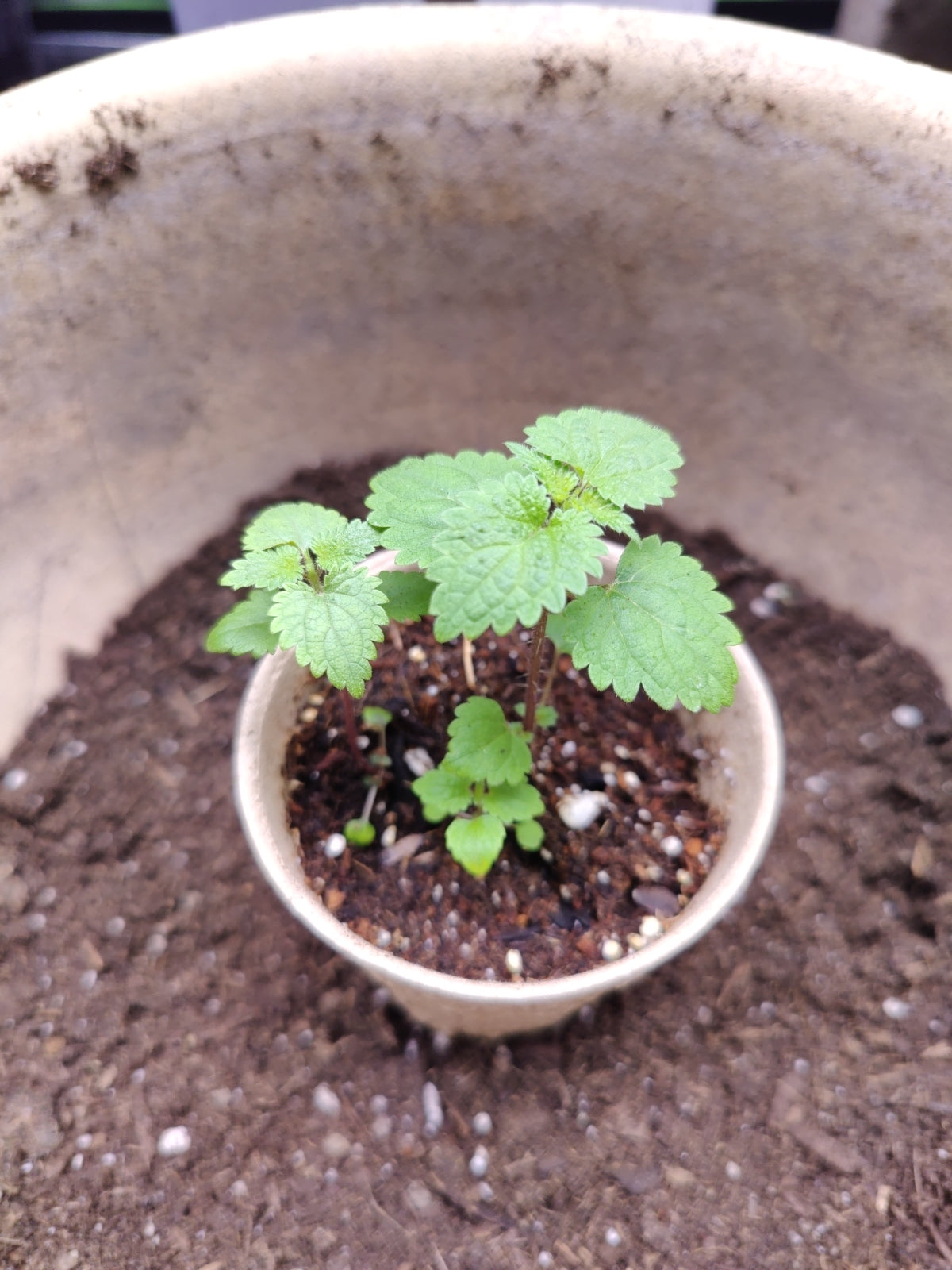 Stinging Nettle **Live Plant** (Urtica dioica)