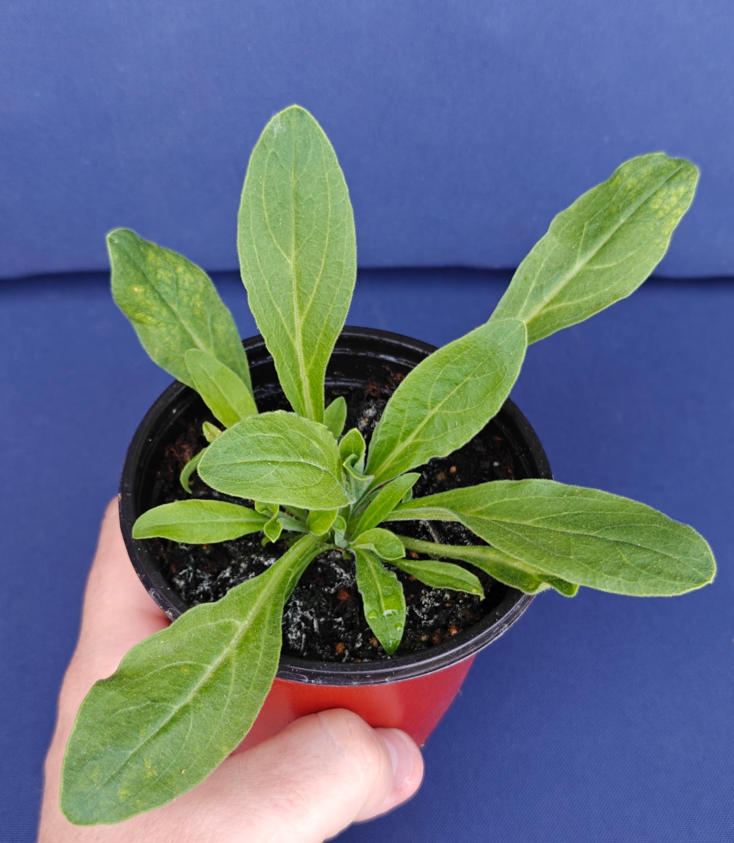 10 Xhosa African Dream Root Seeds (Silene capensis)